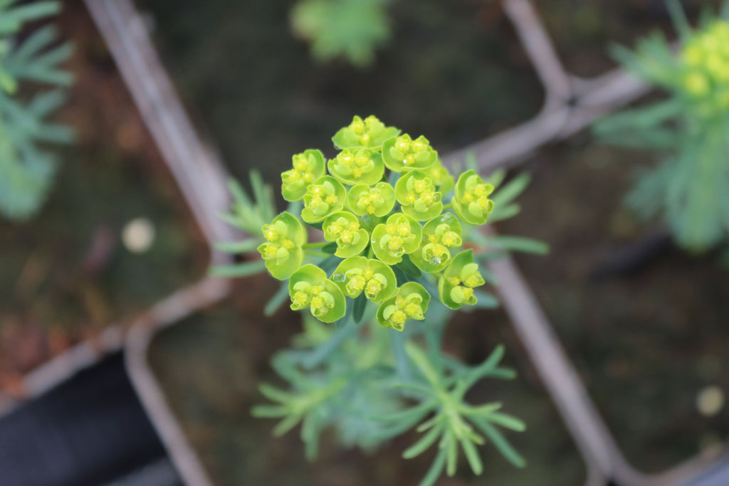 Euphorbia cyparissias 'Betten'
