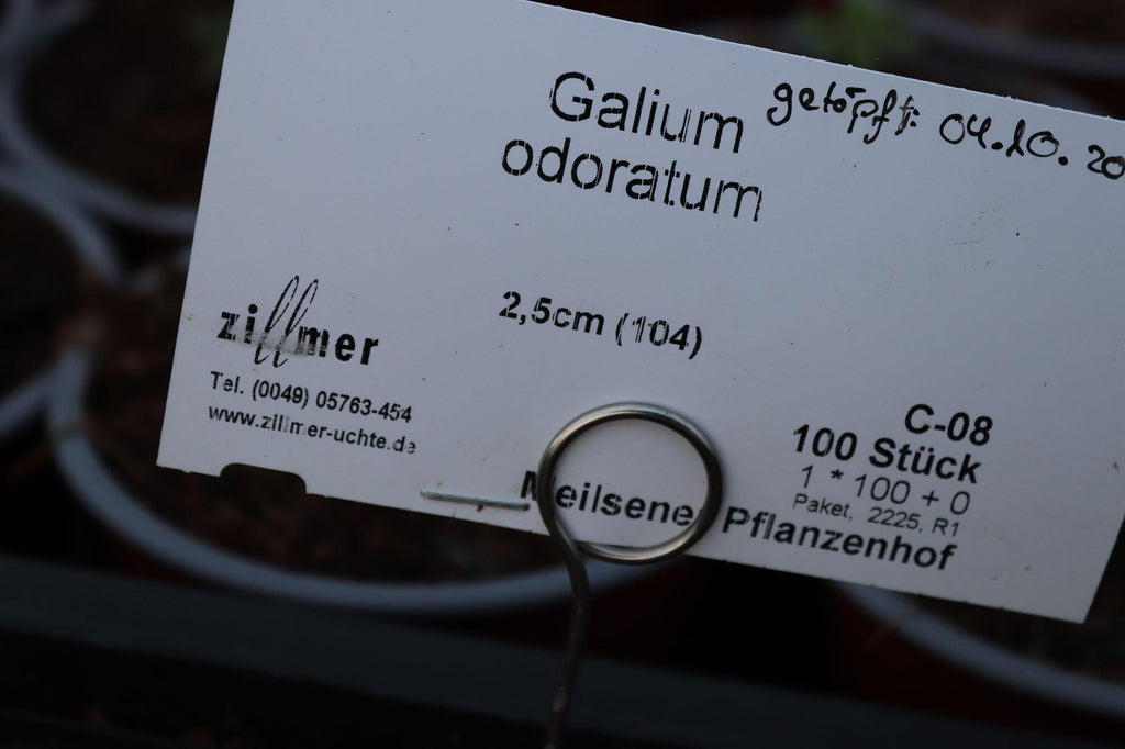 Galium odoratum - Hof Tiarella